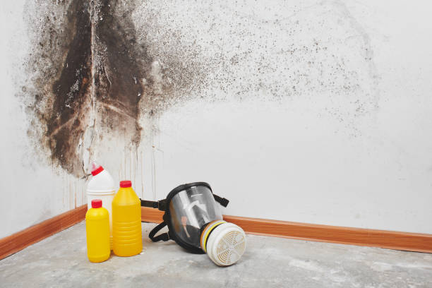 Best Mold Testing and Removal  in Augusta, AR
