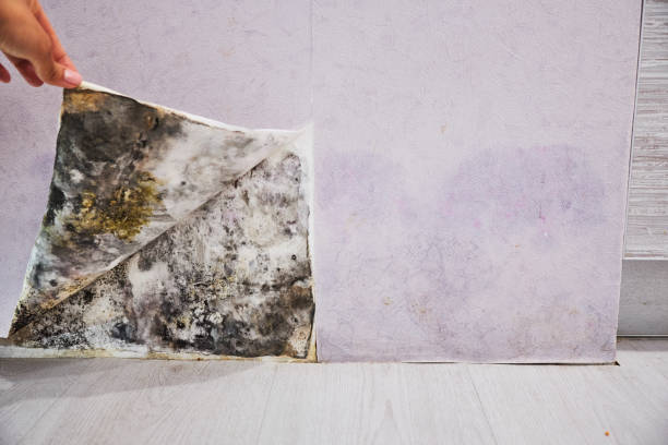 Best Mold Remediation Services  in Augusta, AR